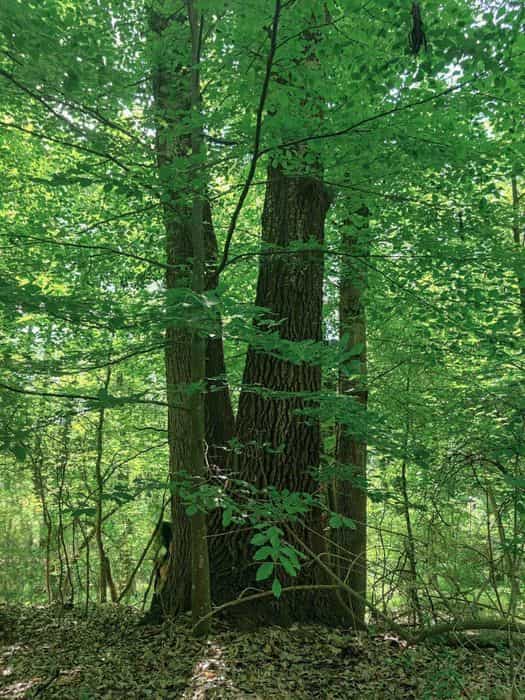 Vand 830 mc lemn pe picior