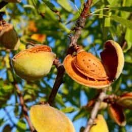 Migdal Texas              .