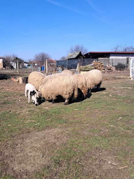 Oi crescute natural, grase si frumoase.