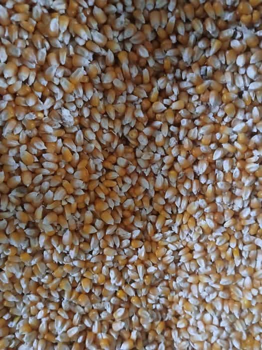 Porumb boabe, graunte