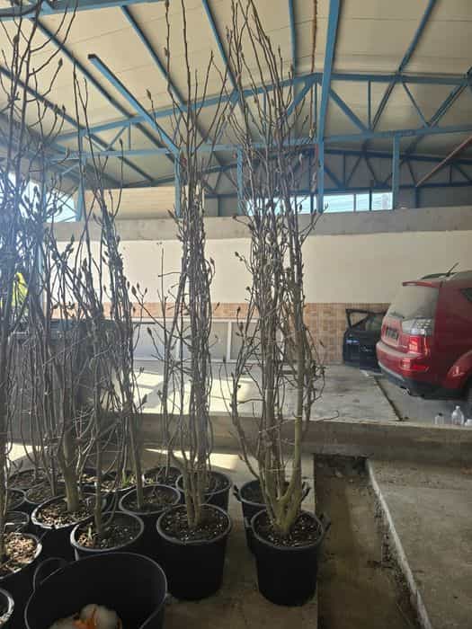 Mesteacăn  Magnolia  Leylandii