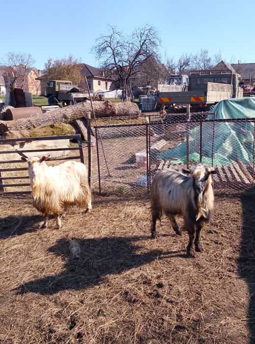 Doi țapi disponibili.   Se dau și câte unu