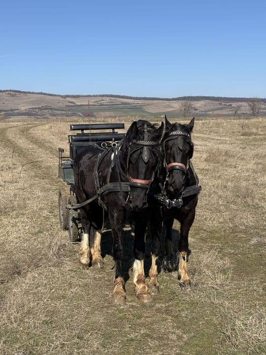Vand o pereche de manji armasar Barok Pinto cu trasura hamuri remorca