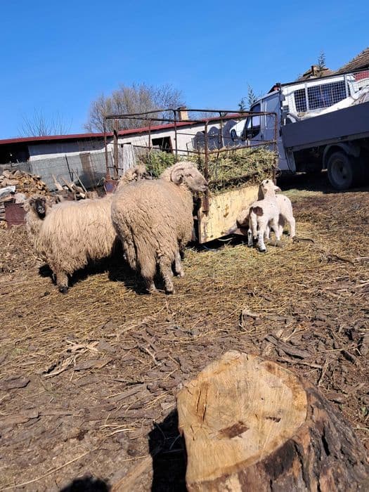 Oi crescute natural, grase si frumoase.