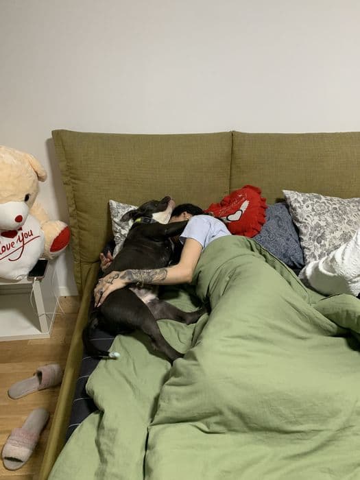 American bully poket