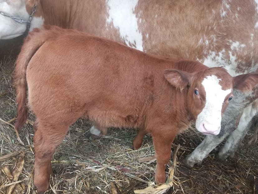 De vânzare atv și ce se vede