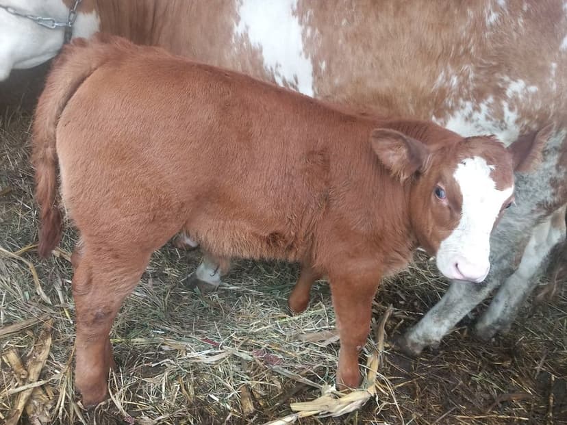 De vânzare atv și ce se vede