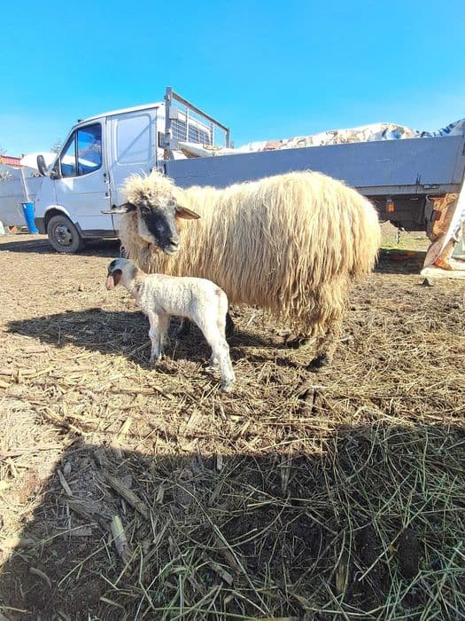 Oi crescute natural, grase si frumoase.