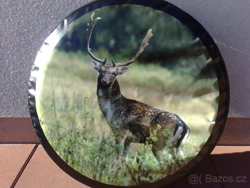 Terrano, patrol kryt kola