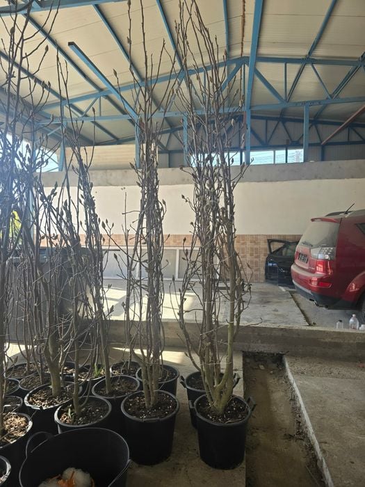 Mesteacăn  Magnolia  Leylandii